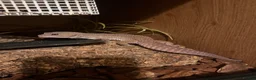Leopard Gecko reptiles for sale: Mac Murphy snow leopard Gecko with full set up in St. Neots - Advert 1