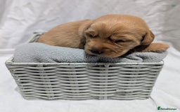 Cockerdor dogs for sale: YorkieCockerDor pups looking for forever homes  - Image 18