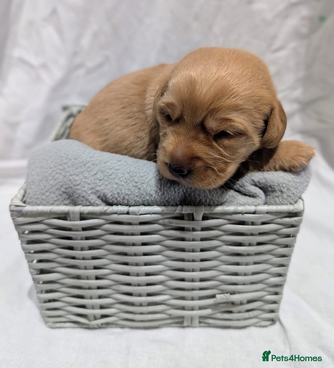 Cockerdor dogs for sale: YorkieCockerDor pups looking for forever homes  - Image 18