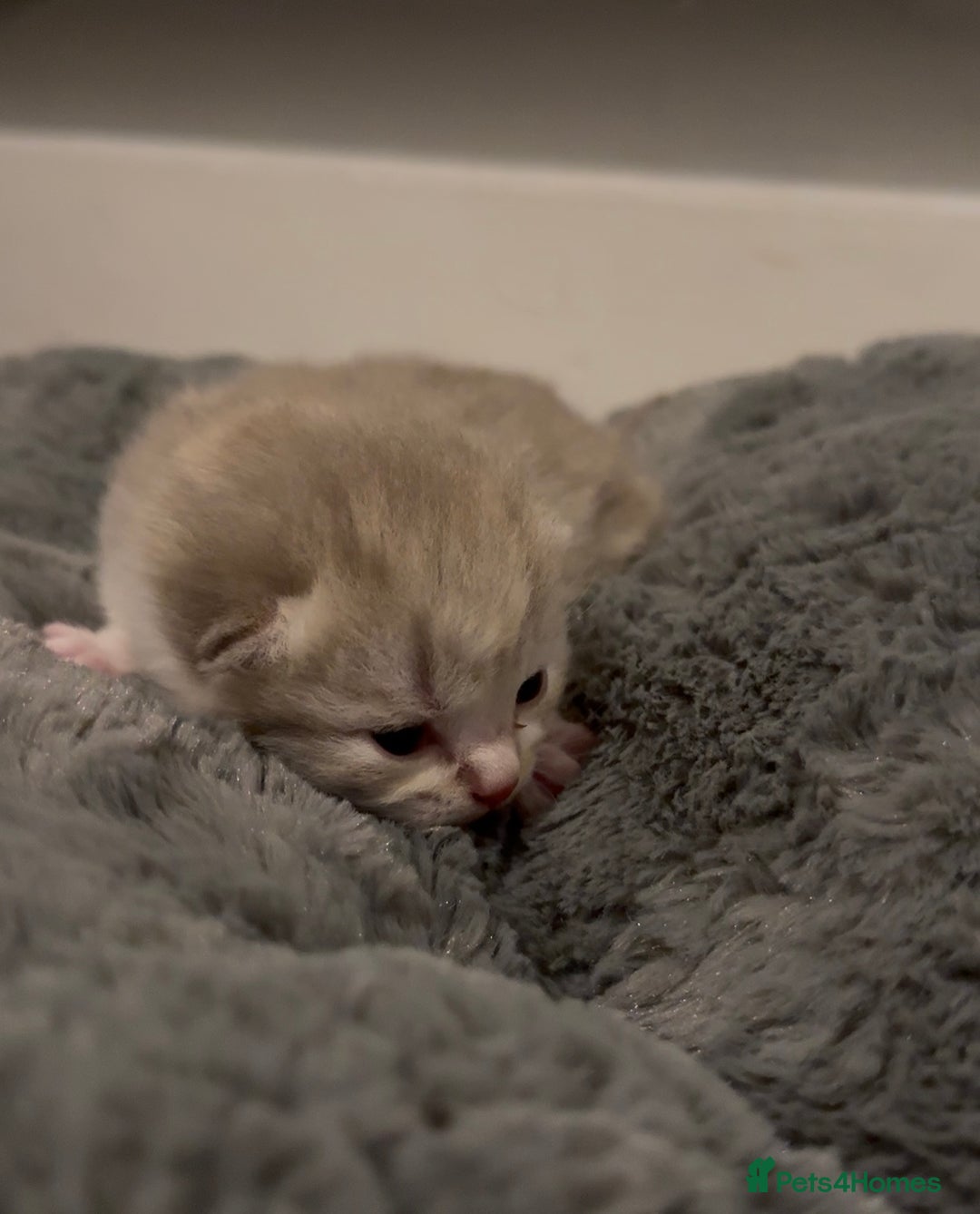 British Shorthair cats for sale: BSH KITTENS FOR SALE (price negotiable) - Advert 5