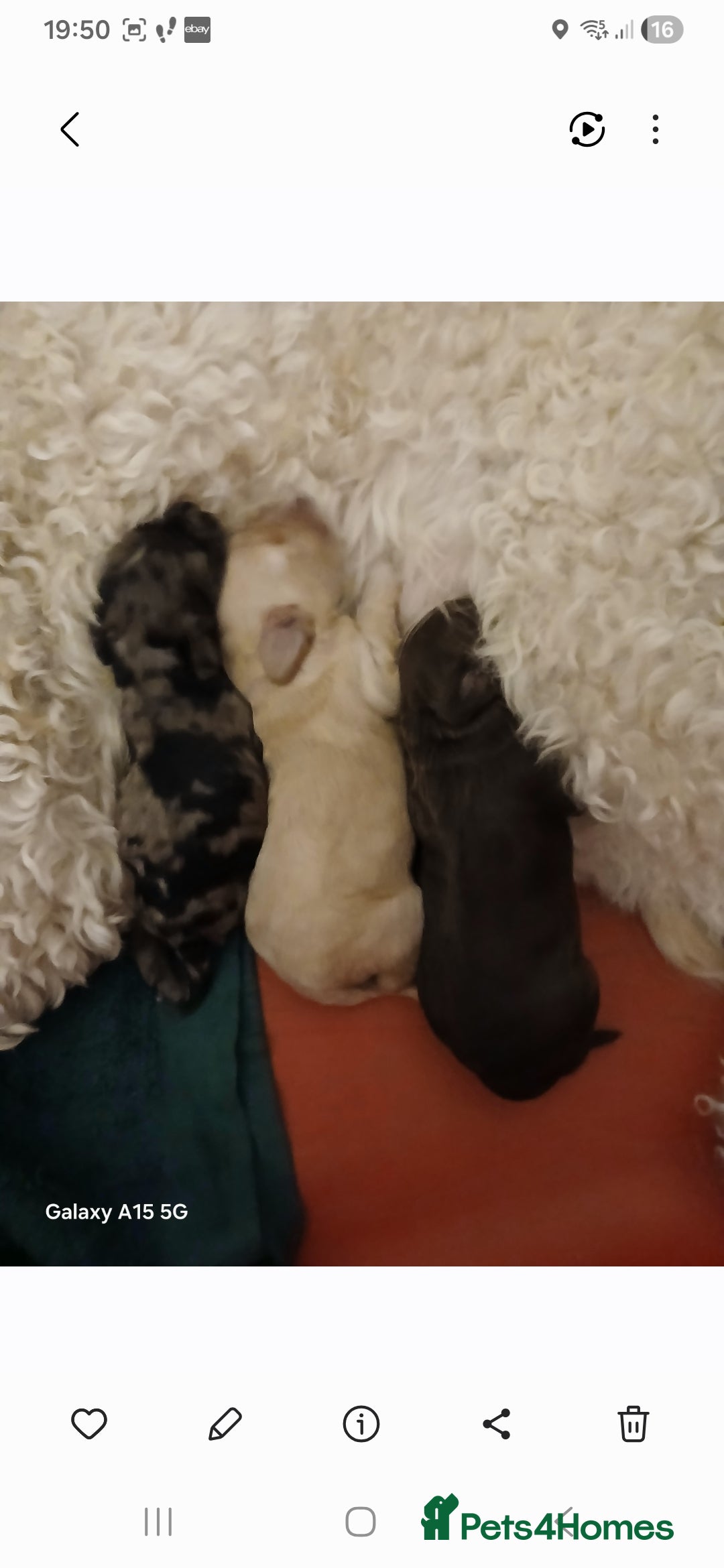 Mixed Breed dogs for sale: 3 beautiful cocker doodles - Advert 2