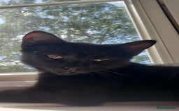 Domestic Shorthair cats for sale:  Bob, The Kitten - Image 1