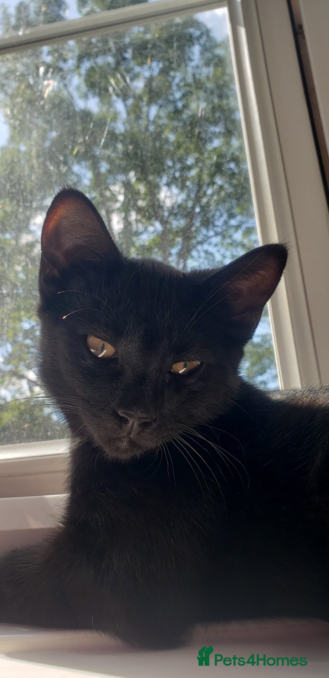 Domestic Shorthair cats for sale:  Bob, The Kitten - Image 1