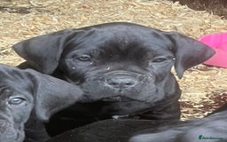 Cane Corso dogs for sale: Exceptional  - Image 18