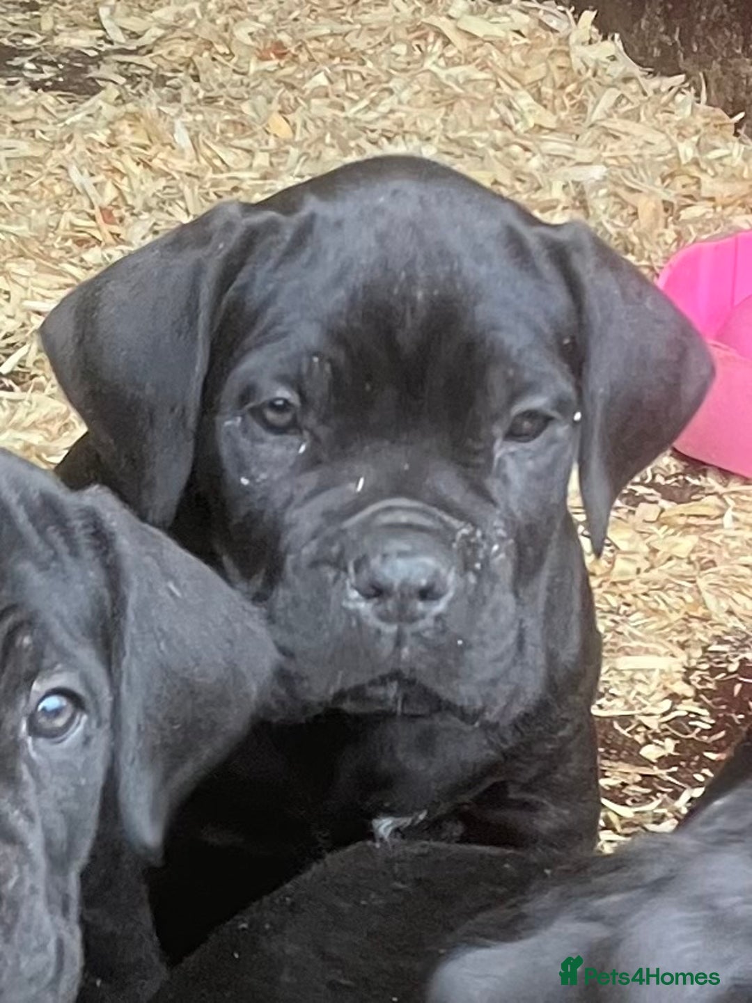 Cane Corso dogs for sale: Exceptional  - Image 18