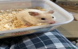 Hamster rodents for sale: Hamster free to a good home  - Advert 3