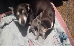 Chihuahua dogs for stud: Handsome little man  - Image 5