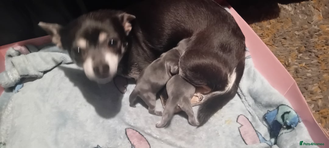 Chihuahua dogs for stud: Handsome little man  - Image 5