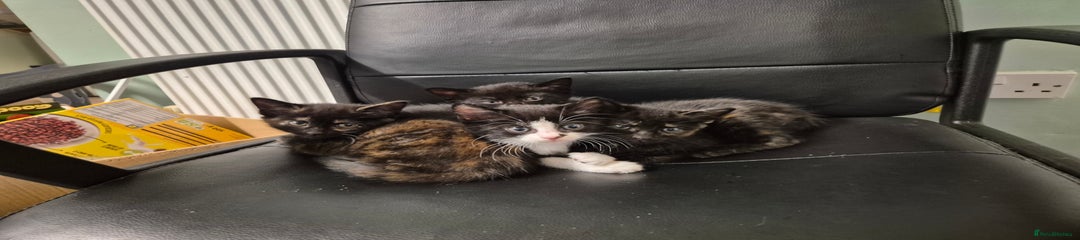 Domestic Shorthair Kitten 3