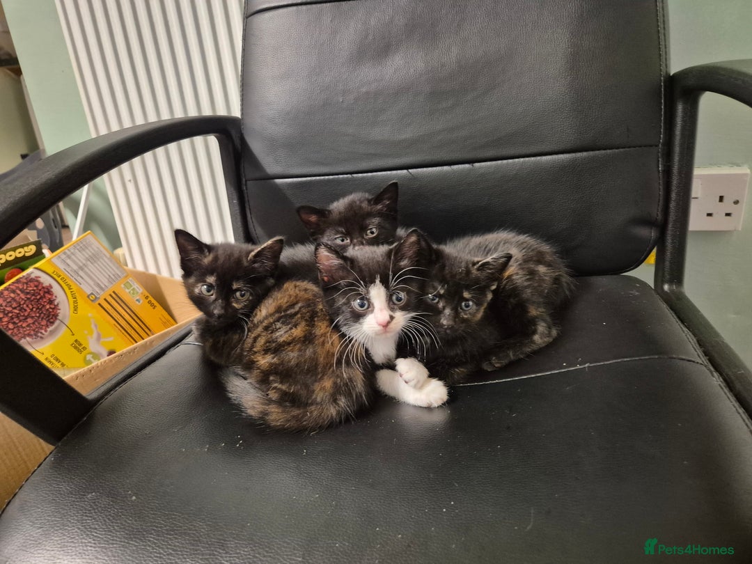 Domestic Shorthair cats for sale: Kittens - Image 6