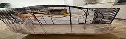 Budgerigars birds for sale: Free Budgie looking for a loving new home in Hemel Hempstead - Advert 6