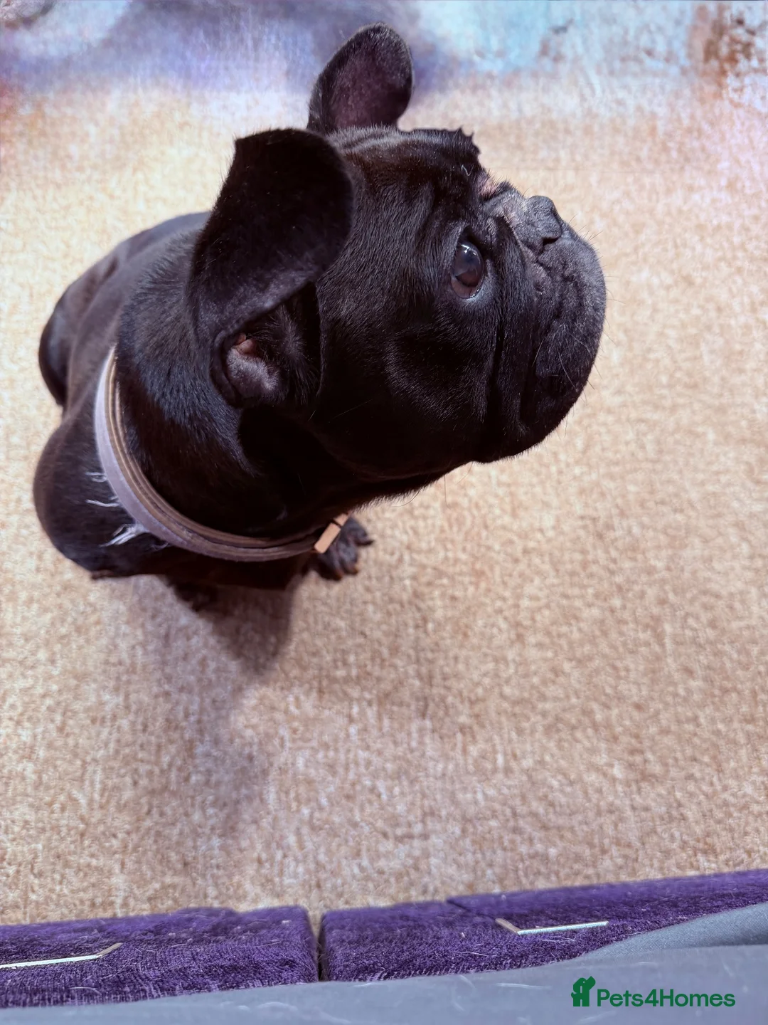 French Bulldog dogs for sale: KC registered French Bulldog female in Newport - Advert 2