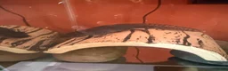 Axolotl reptiles for sale: Black axolotl in Kingston upon Thames - Advert 3
