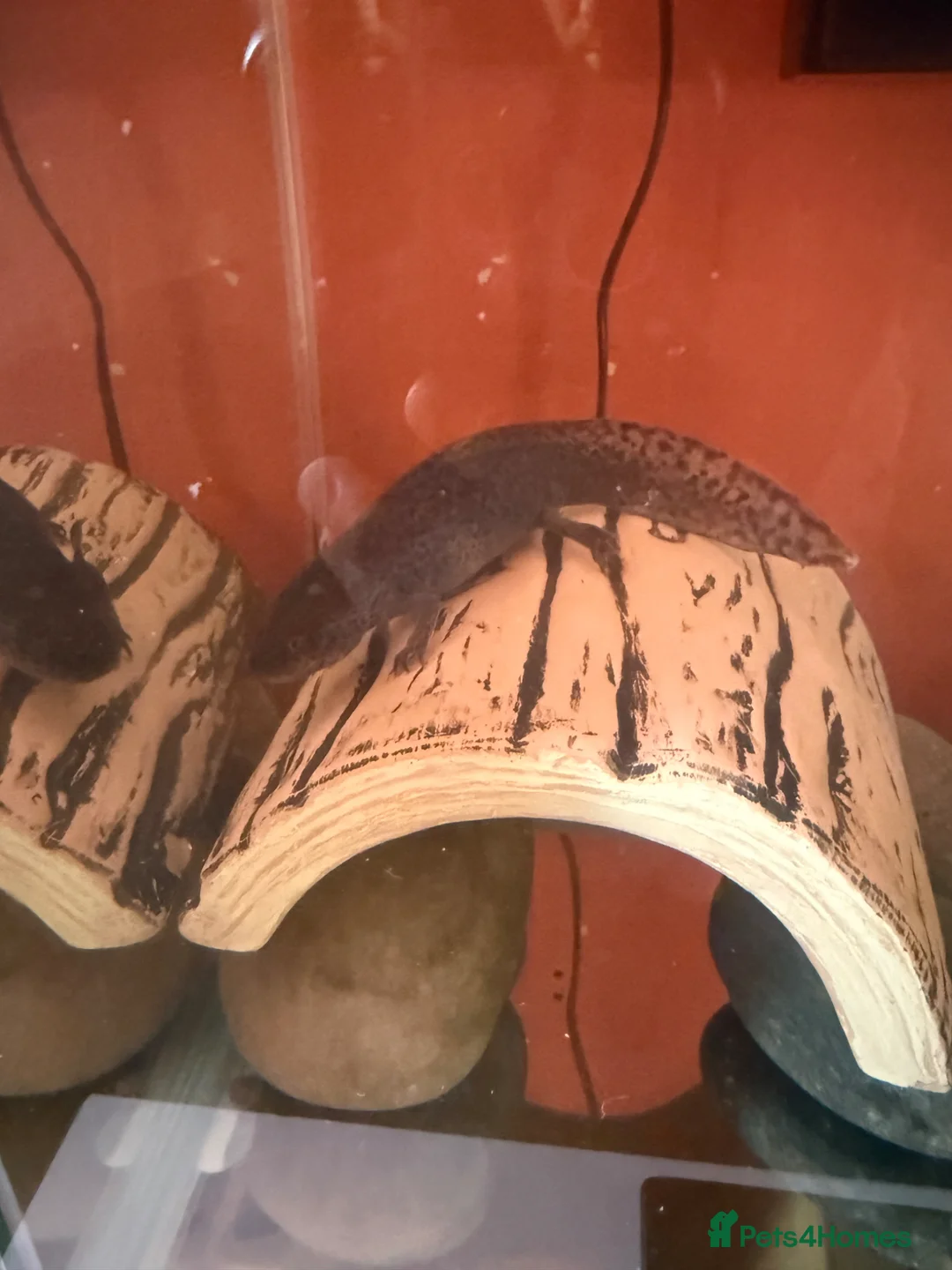 Axolotl reptiles for sale: Black axolotl in Kingston upon Thames - Advert 3