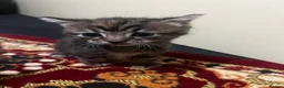 Mixed Breed cats for sale: Kittens  - Advert 8