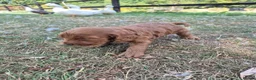 Cockapoo dogs for sale: F1 Cockapoo Puppies - Advert 16