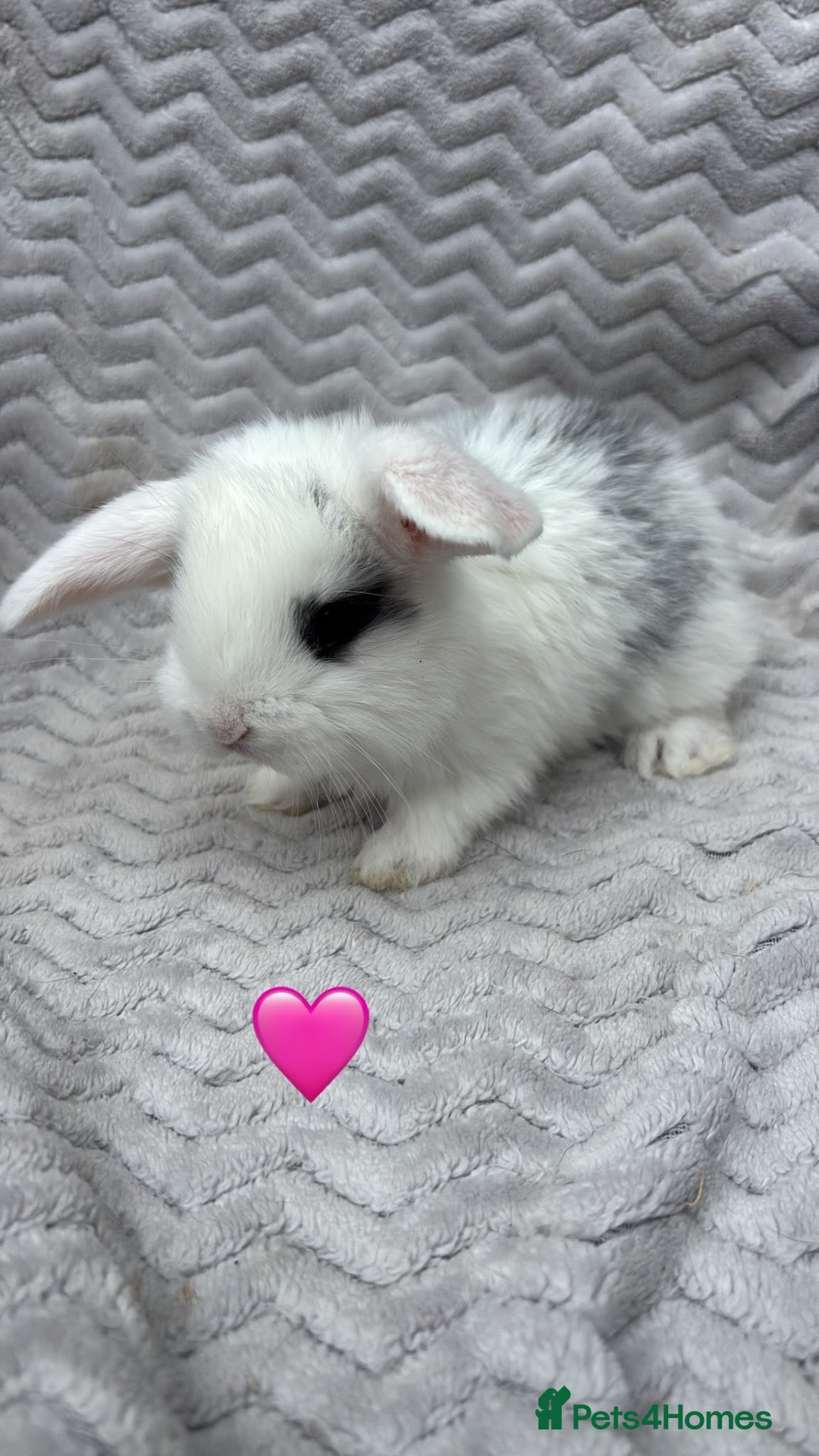 French Lop rabbits Beautiful French lops - Advert 12
