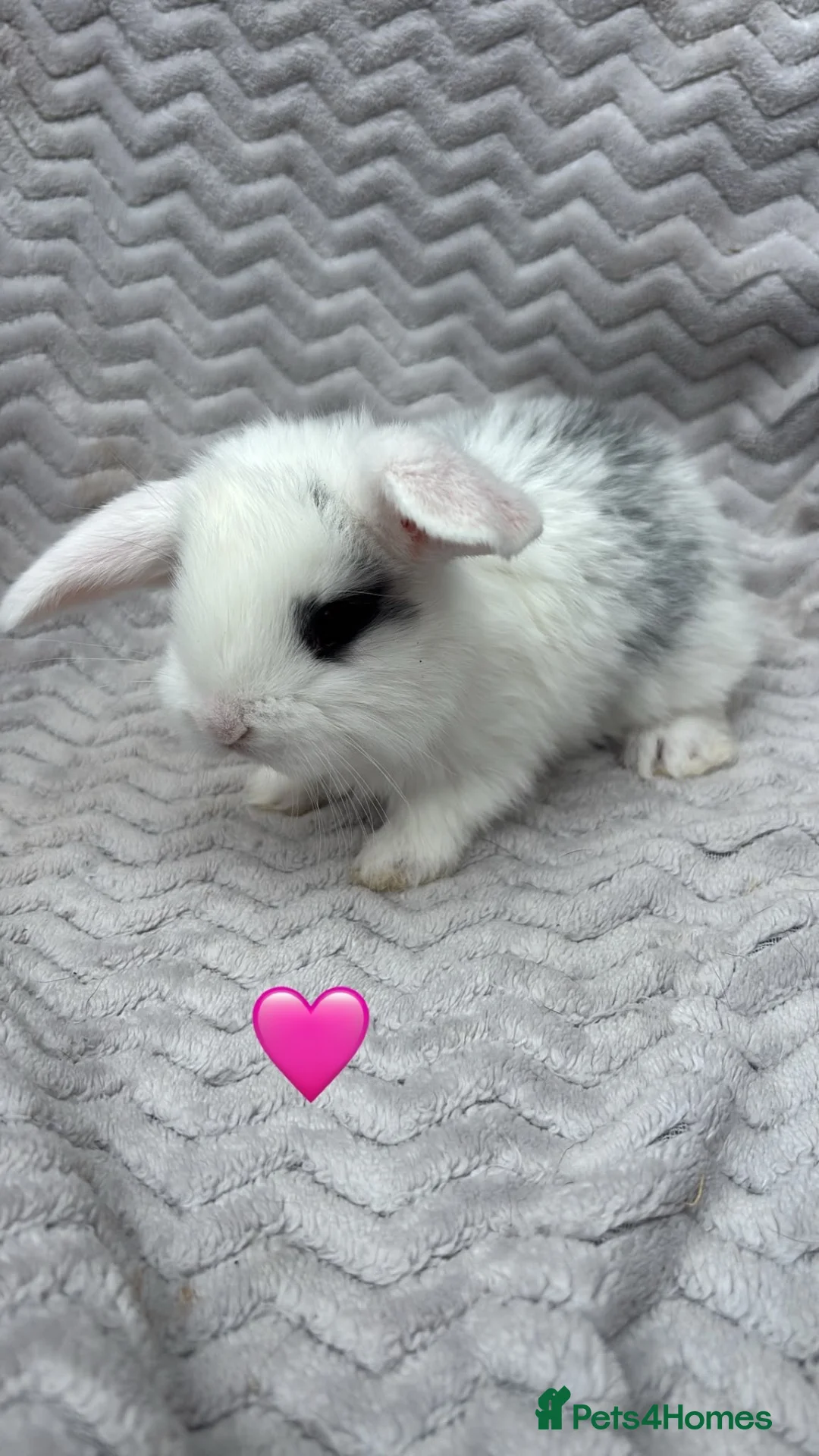 French Lop rabbits for sale: Beautiful French lops - Advert 1