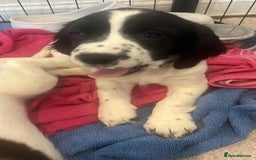 English Springer Spaniel dogs for sale: 2 GIRLS LEFT - English Springer Spaniel Puppies - Image 21