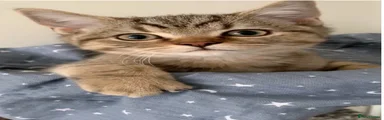 British Shorthair 4