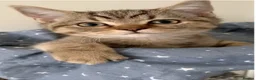 British Shorthair cats for sale: Beautiful British Shorthair Babies 🤍 - Advert 12