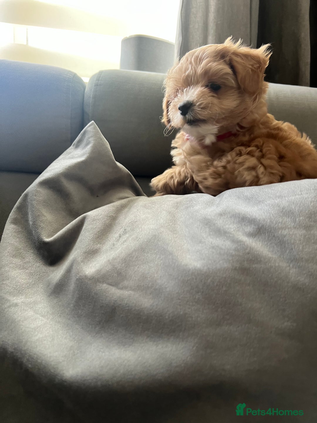 Maltipoo dogs for sale: Beautiful Tiny Maltipoo 3 girls 1 boy  - Image 19