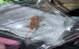Gecko reptiles for sale: Lizards for rehome  - few to choose from  in Nottingham - Image 18