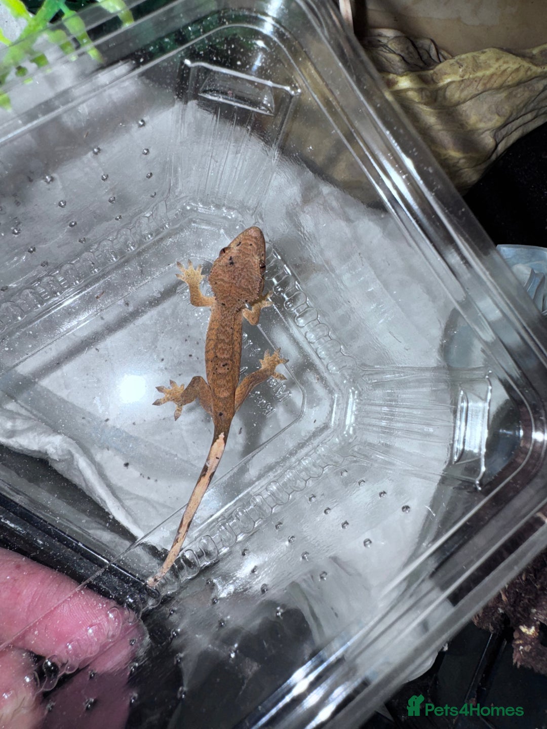 Gecko reptiles for sale: Lizards for rehome  - few to choose from  in Nottingham - Image 18
