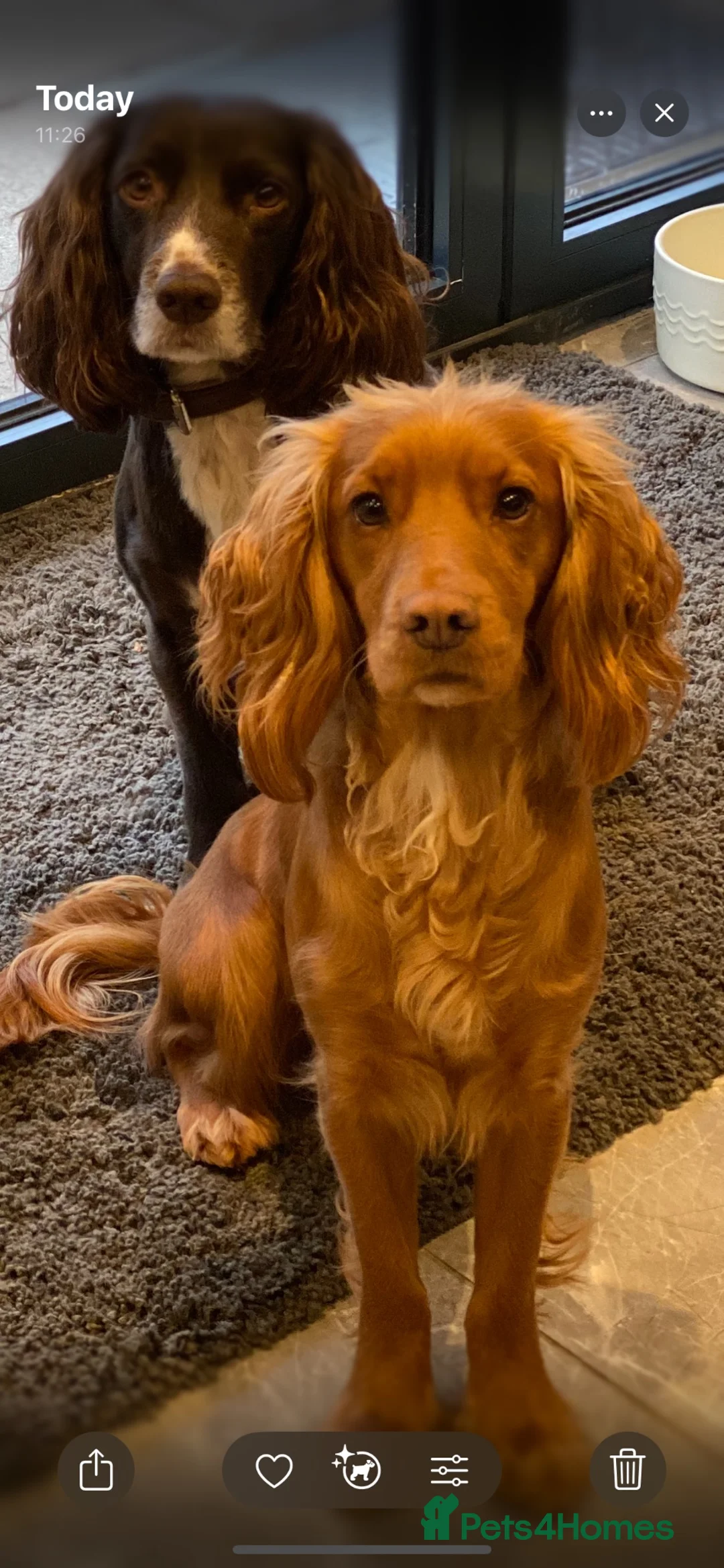 Cocker Spaniel dogs for sale: KC REG WORKING COCKER SPANIELS  - Advert 3
