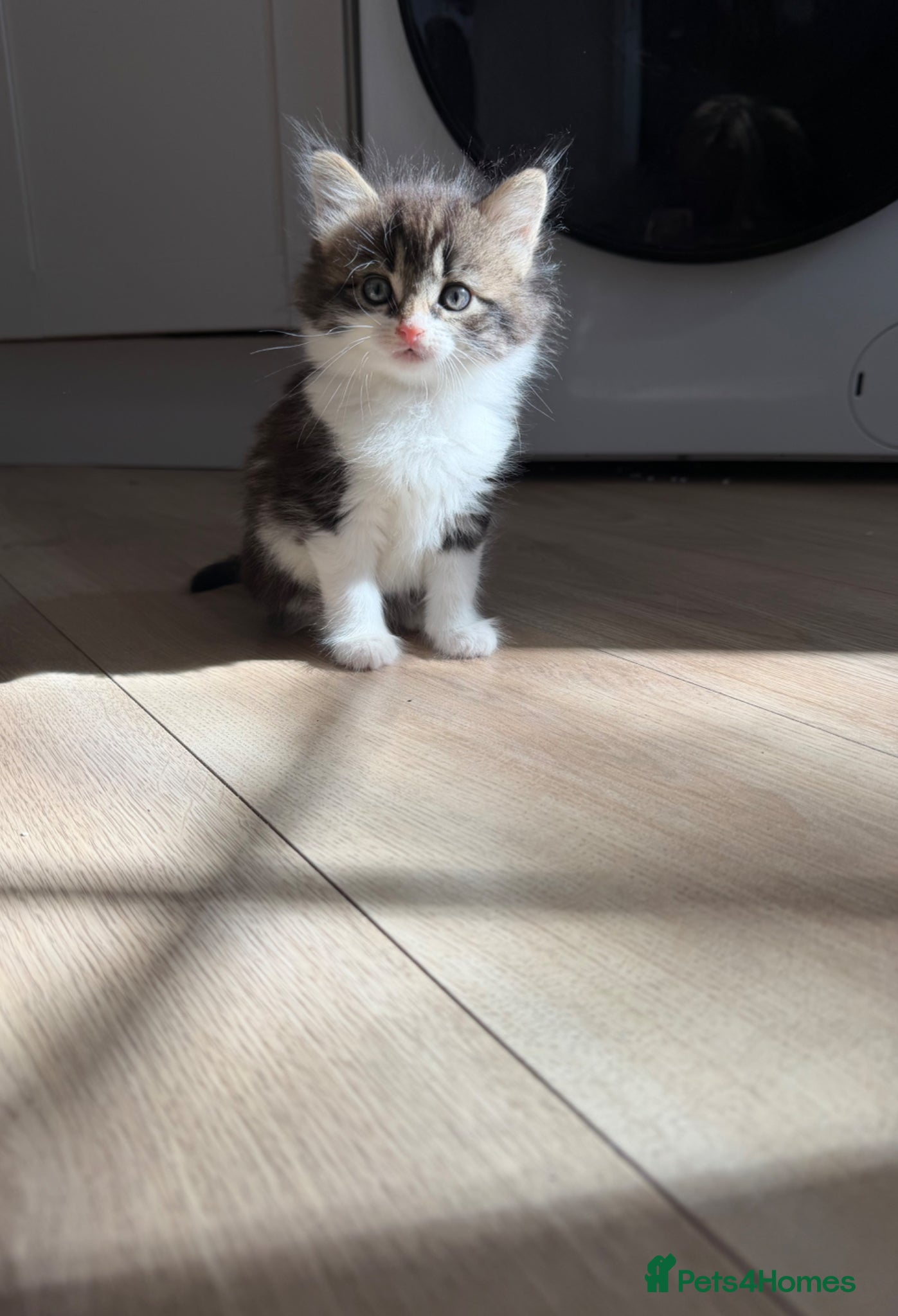 Mixed Breed cats kittens 8 weeks Ready to leave - Advert 3