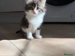 Mixed Breed cats kittens 8 weeks Ready to leave - Advert 4