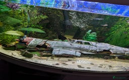 Plecos fish for sale: Large pleco fish  - Image 3