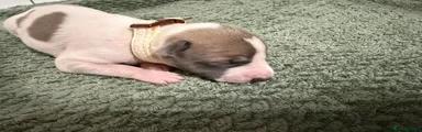 Whippet 3