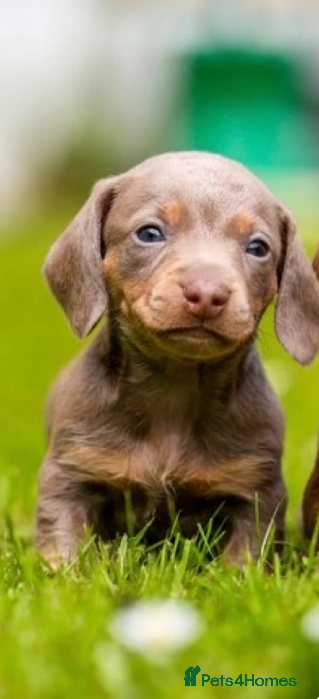 Miniature Dachshund dogs for sale: Kc reg miniature dachshunds❤️ - Advert 2