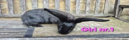 Continental Giant rabbits for sale: VACCINATED Pure Continental Giant  - Advert 27