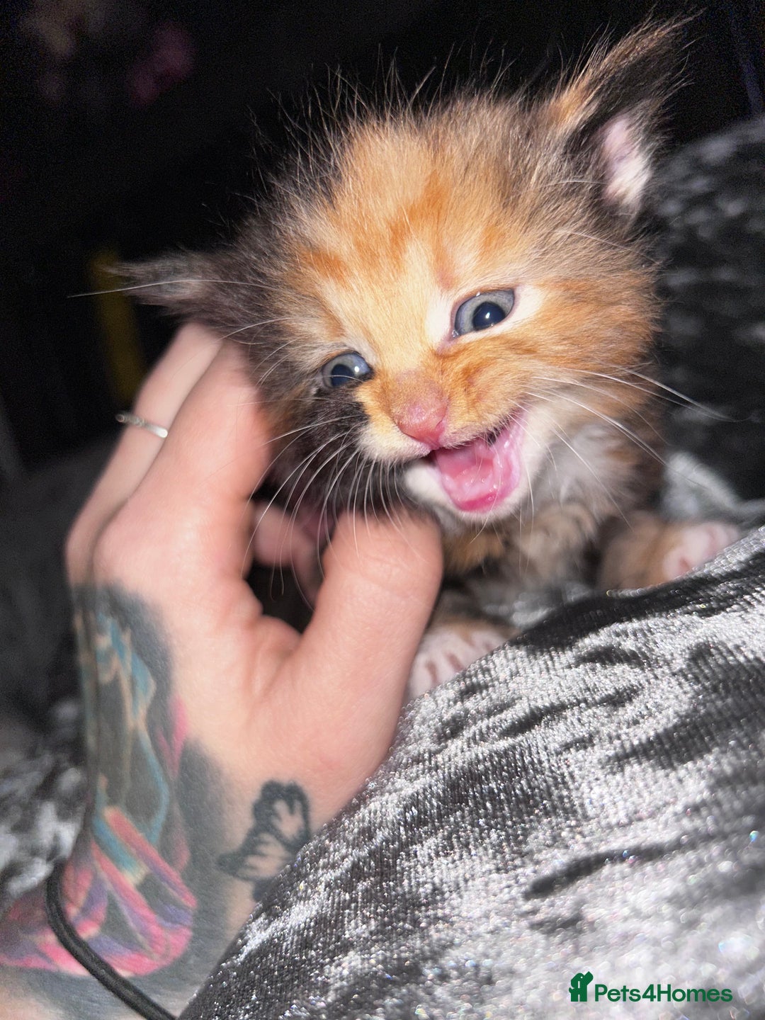 Mixed Breed cats for sale: Kittens - Advert 2