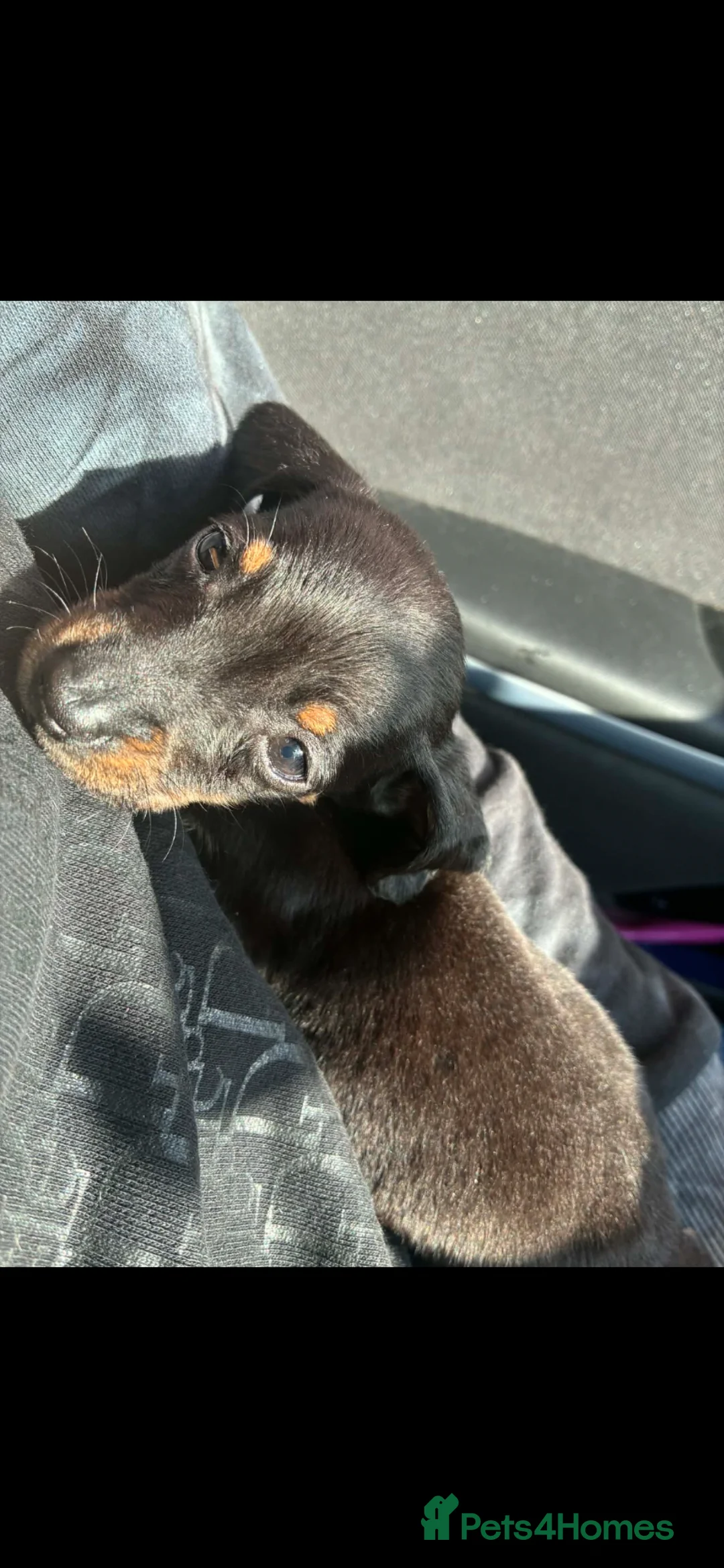 Dachshund dogs for sale: 1 boy Dutchhound  - Advert 4