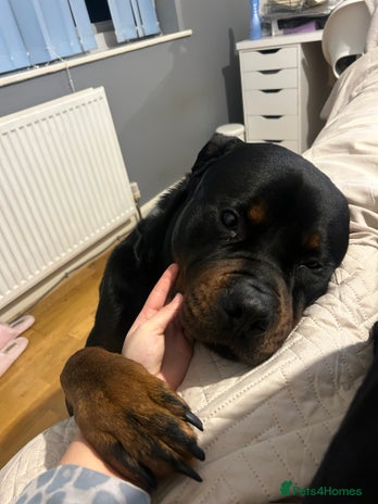 Rottweiler dogs - Advert 1