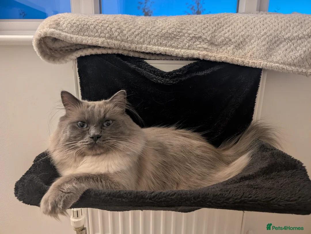 Ragdoll cats for sale: Ragdoll Male for Sale  - Advert 11