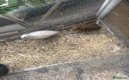 Quail poultry for sale: 4 female quails and two male  - Image 2