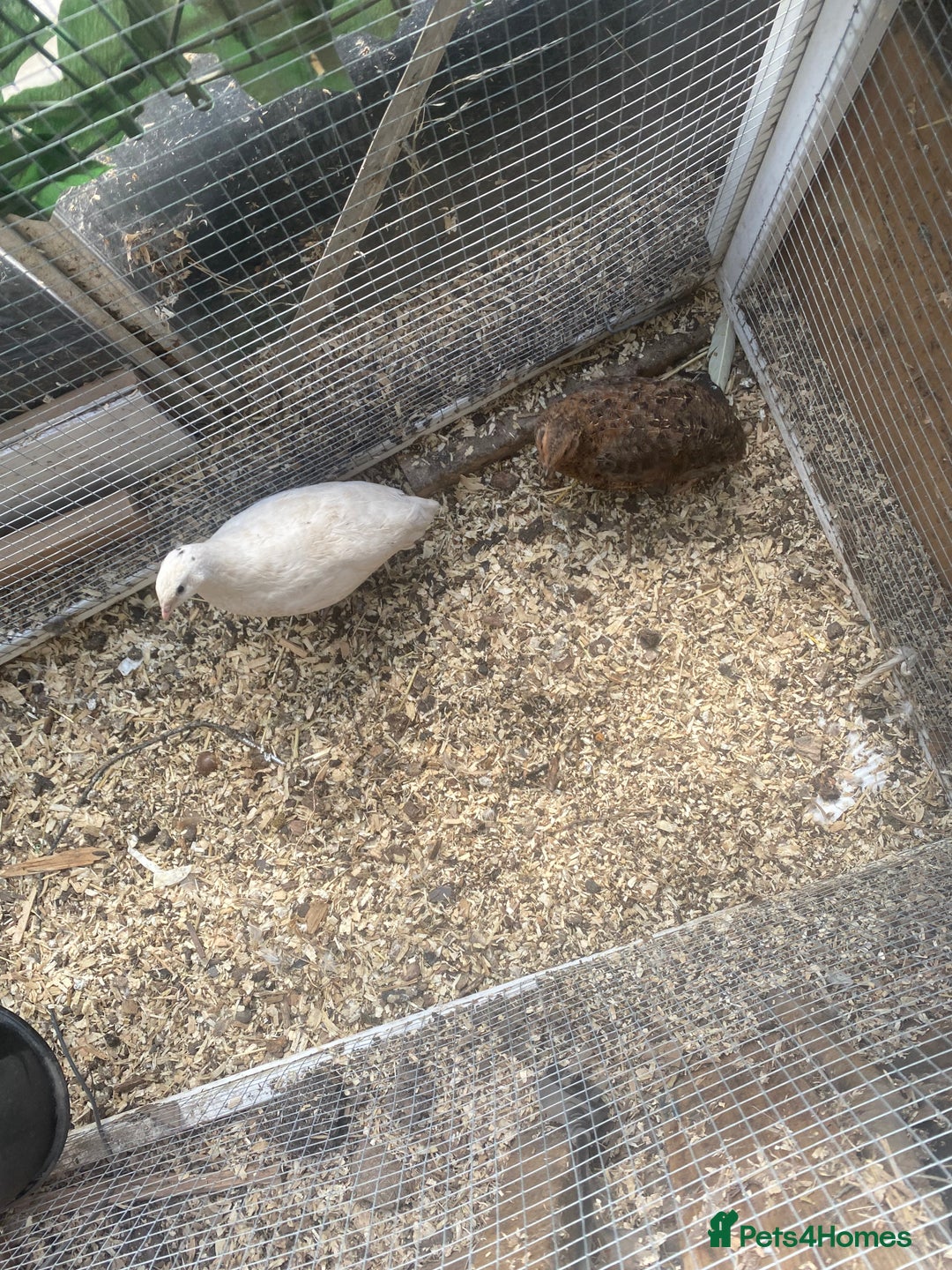 Quail poultry for sale: 4 female quails and two male  - Image 2