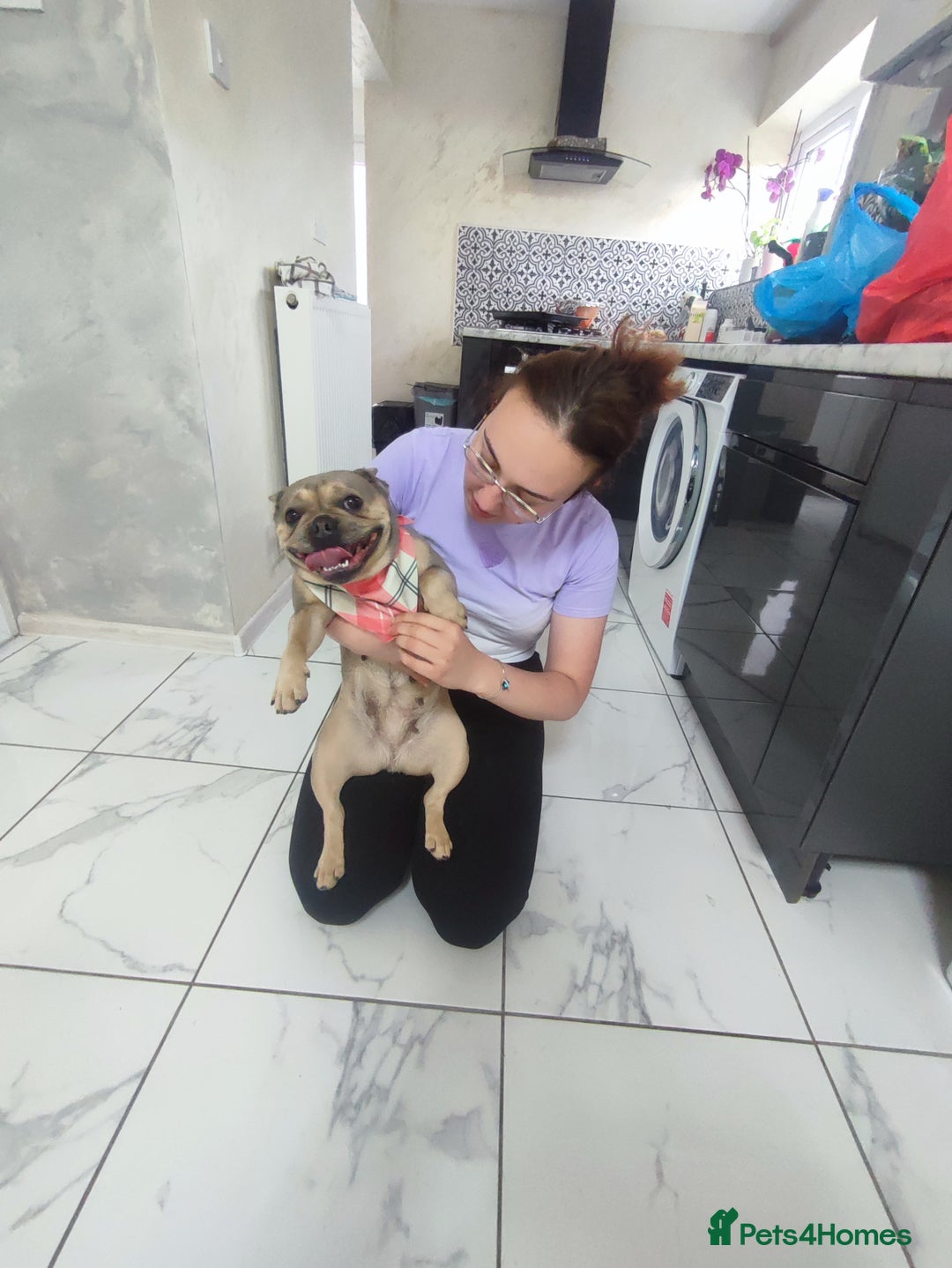French Bulldog dogs for sale: Bulldog franch  - Image 17