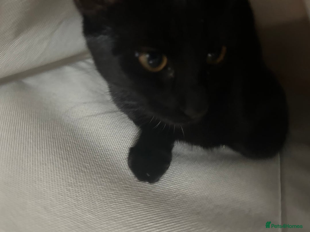 British Shorthair cats for sale: Mother of 2 Kittens Available to buy - Advert 12