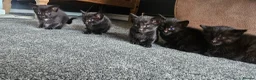 Mixed Breed cats for sale: kittens for sale  - Advert 3