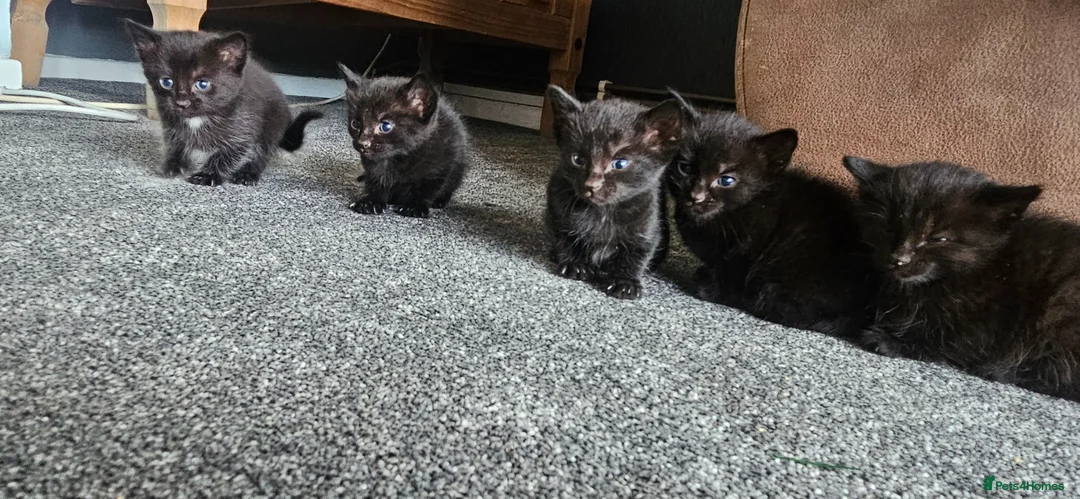 Mixed Breed cats for sale: kittens for sale  - Advert 3