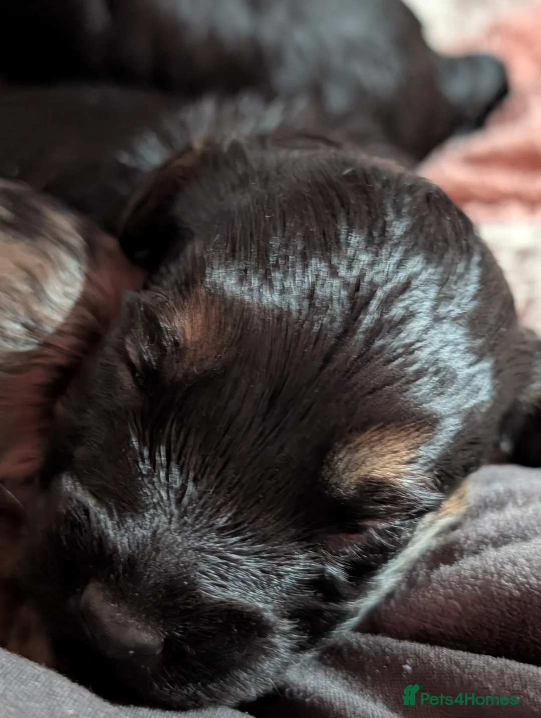 Cockapoo dogs for sale: F2b cockapoo pups Super Cute. Health test parents - Advert 25