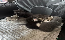 British Shorthair cats for sale: British shorthair cat  - Advert 12