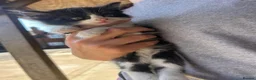 Mixed Breed cats for sale: Kittens for sale  in Melton Mowbray - Advert 3