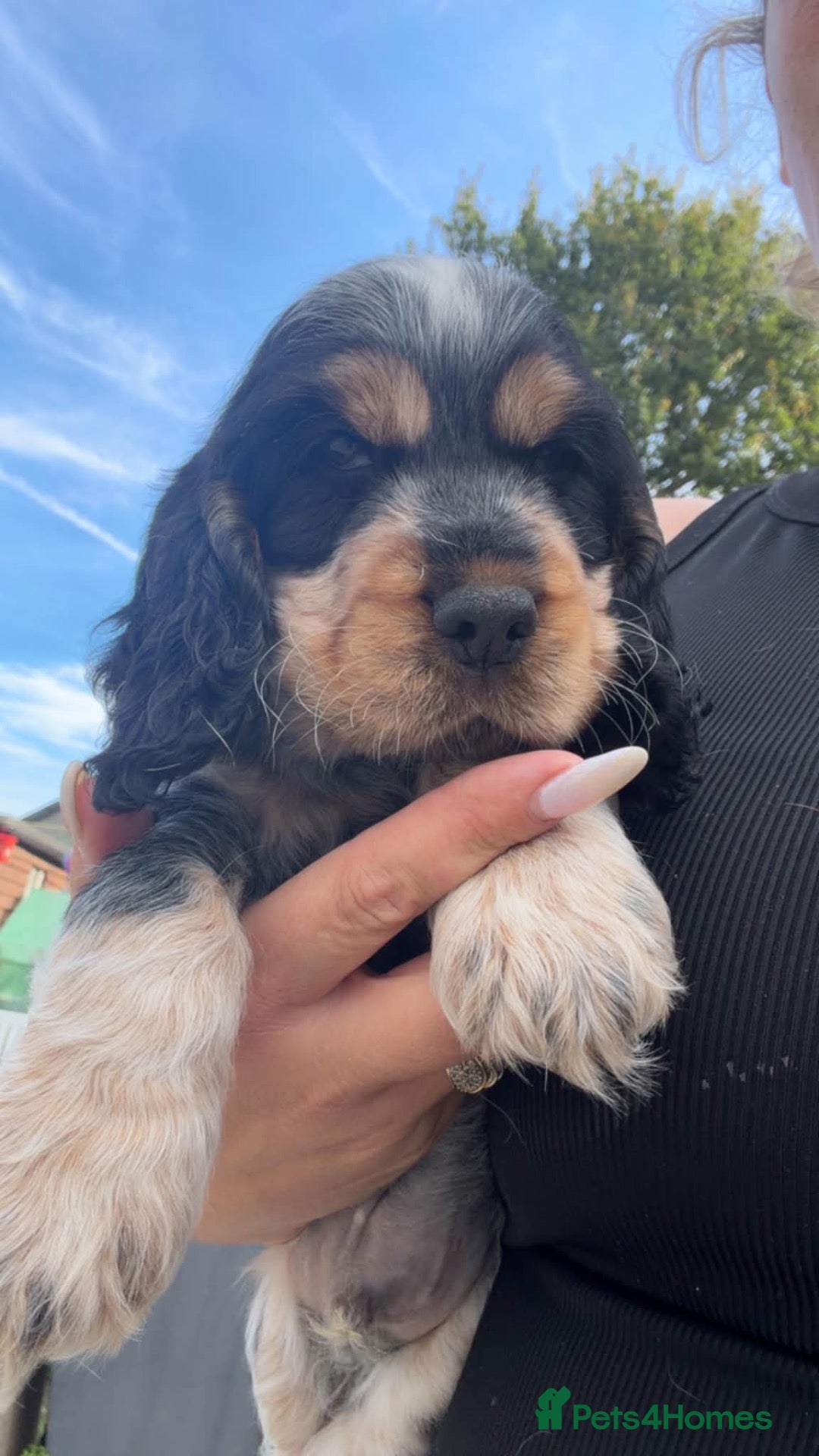 Cocker Spaniel dogs Show cocker spaniel puppies - Advert 1