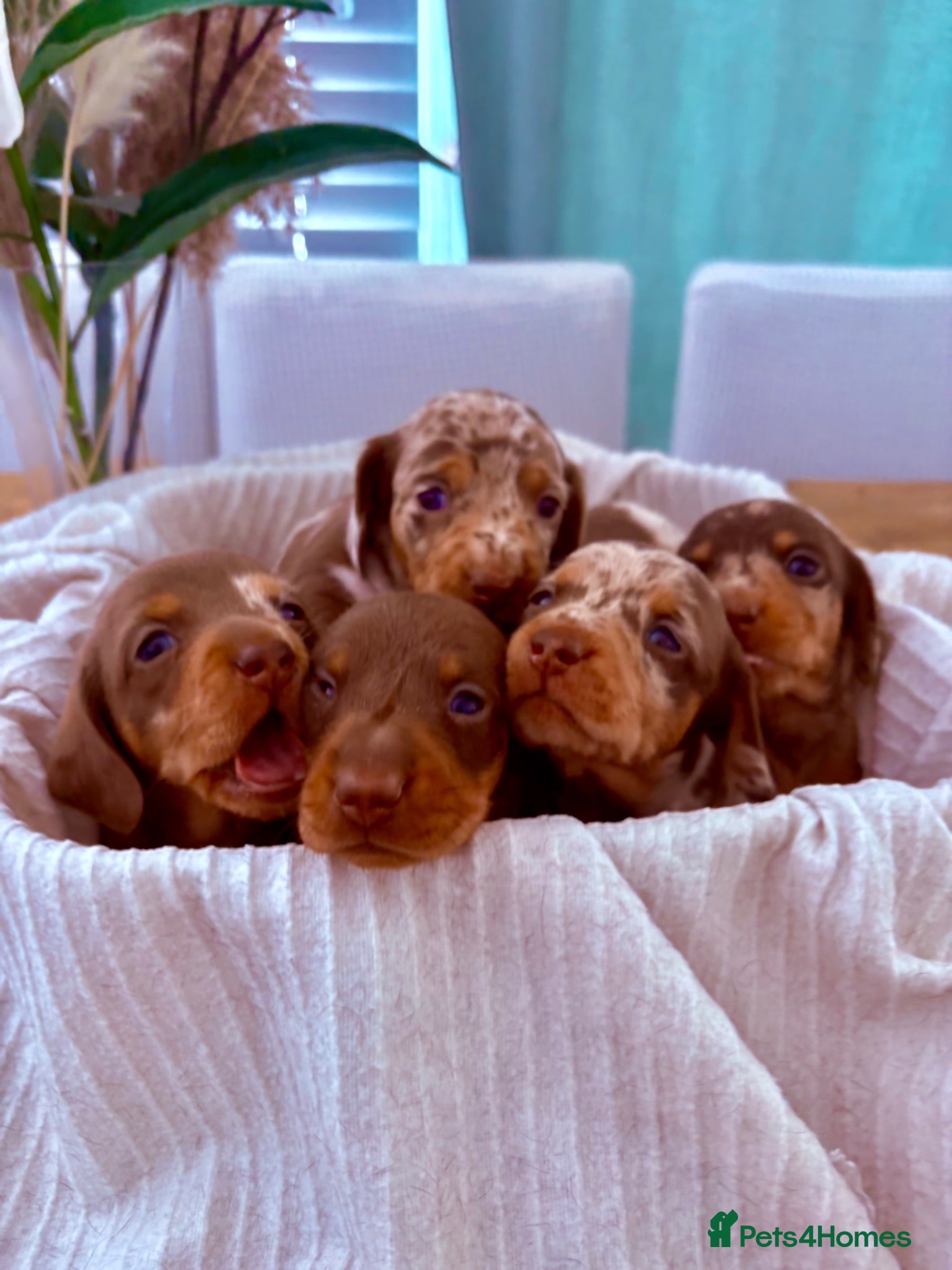 Miniature Dachshund dogs ⭐ Full Pedigree KC Registered Miniature Daschunds - Advert 7